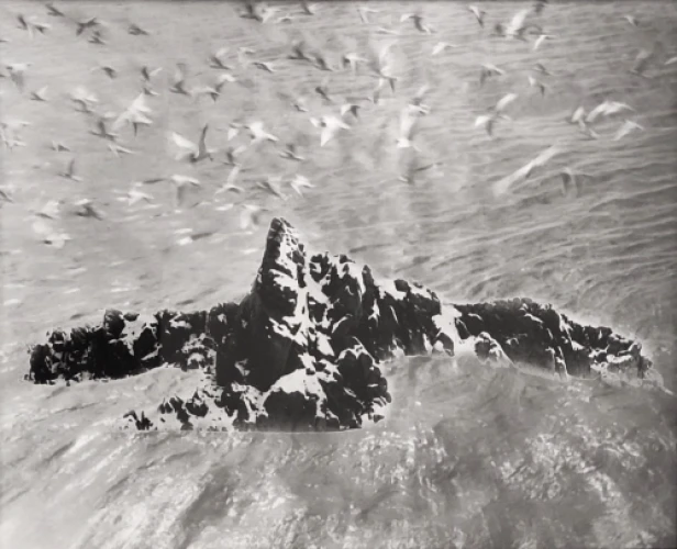 Baltųjų Žuvėdrų sala