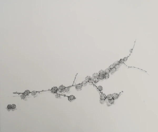 Kankorėžiai rožytės