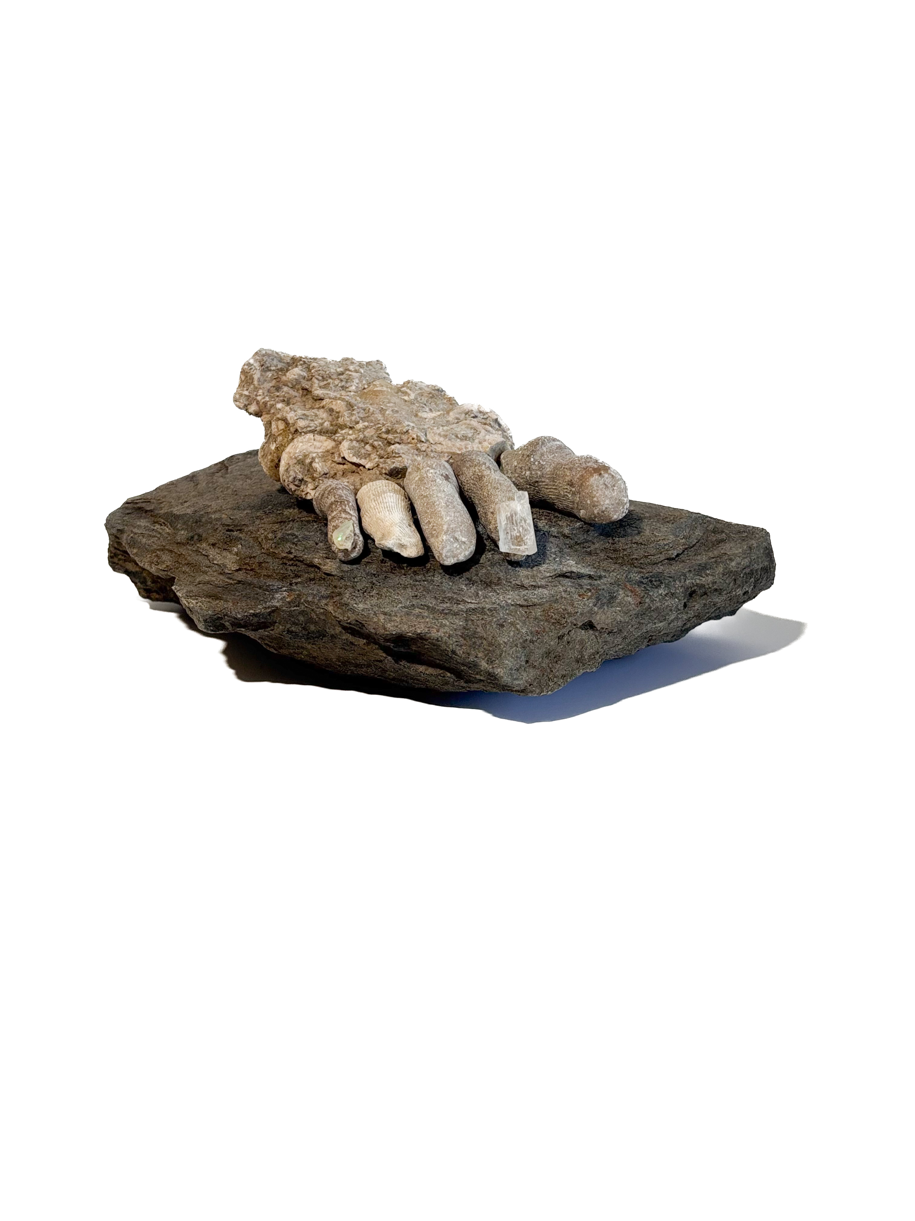 Image 4
